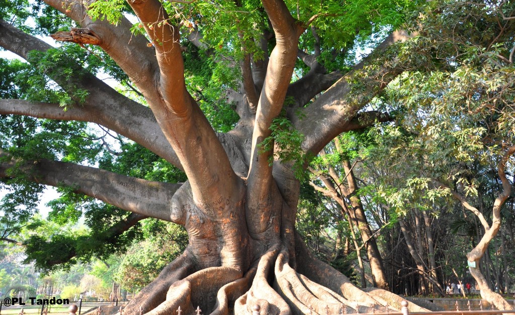 De Moederboom vinden