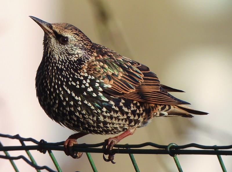 Over dit veldbewustzijn (het experiment) en de rol van de Mens