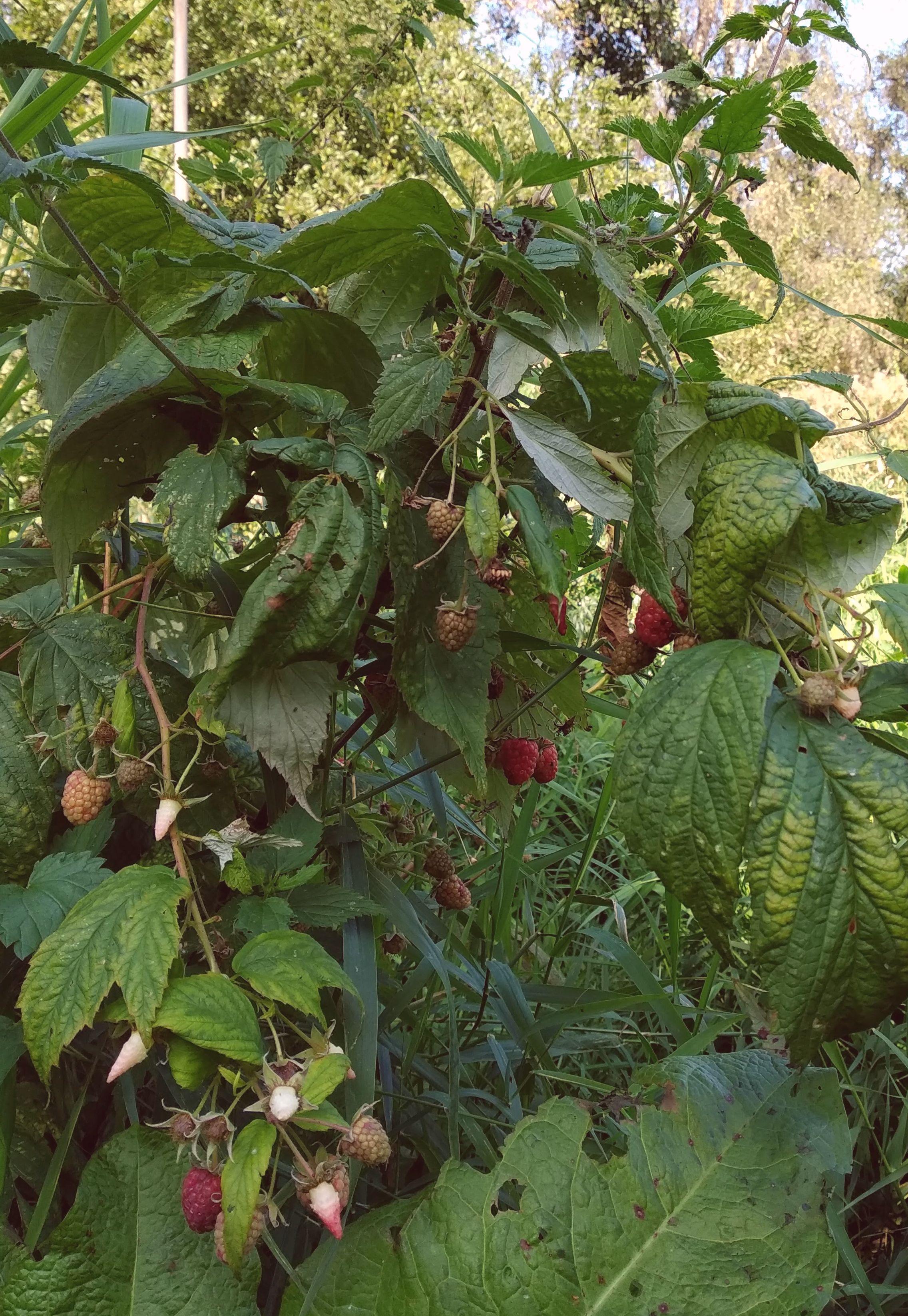 Het Voedselbos in Vlaardingen